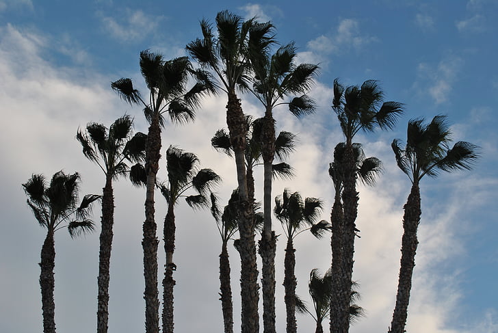 Palmový háj, obloha, kalendářní data, mraky, krajina, Příroda, Palmas