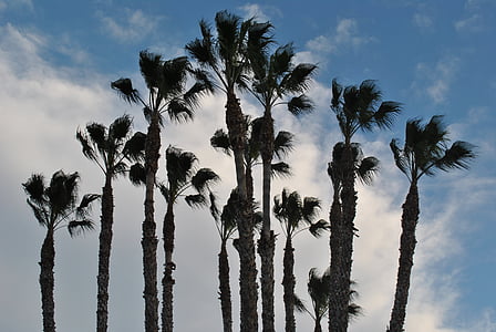 Palm grove, cer, datele, nori, peisaj, natura, Palmas