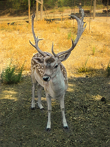 Hirsch, Deer vodja, rogovja, živalski svet, živali, rjava, živalski vrt