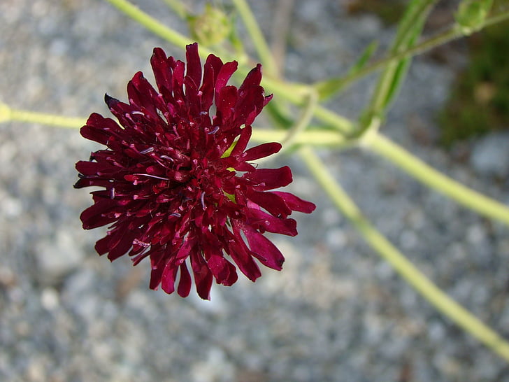 Nadelkissen Blume, Blume, Blüte, Bloom, rot, Kindergarten