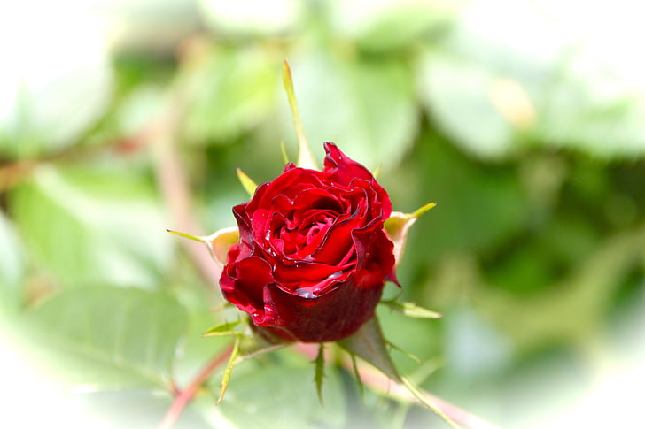 Rosa, Rossa, kvet, ružový kvet, krása, lístkov, ruže