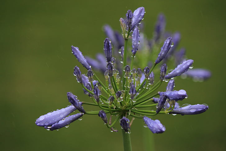 agapanthus, Фукусіма, краплі води, дощ, пурпурні квіти, Природа, квітка