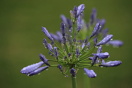 agapanthus, Фукусіма, краплі води, дощ, пурпурні квіти, Природа, квітка