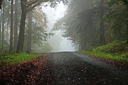 šuma, daleko, magla, Šumski put, stabla, staza, regiji: Taunus