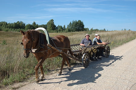 wagon, autocar, cheval, scène rurale, à l’extérieur, transport, ferme