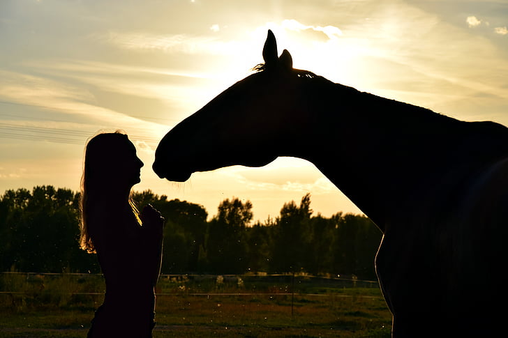 matahari terbenam, kuda, manusia, hubungan, melamun, teman, naik