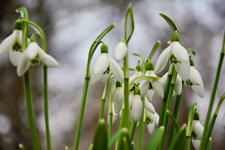 λευκόιο, Ανοιξιάτικα λουλούδια, πρώτα σημάδια της άνοιξης, κοινή λευκόιο, το πρόωρο bloomer, άνοιξη λευκόιο, άνοιξη καμπάνες