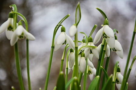 Snowdrop, flors de primavera, signes de la primavera, snowdrop comú, primer bloomer, primavera Snowdrop, campanes de primavera