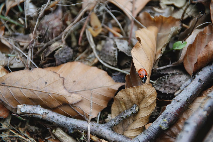 ladybug, leaves, autumn, close, animals, insect, macro