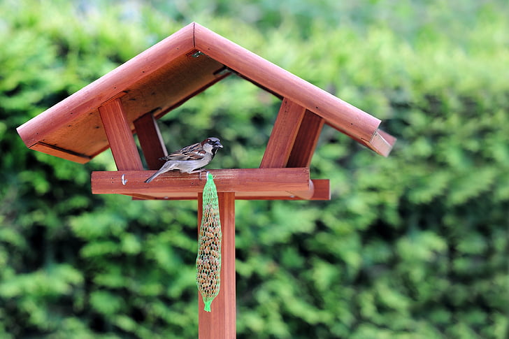 con chim, hạt giống chim, Thiên nhiên, động vật, nguồn cấp dữ liệu, cho ăn, Peck