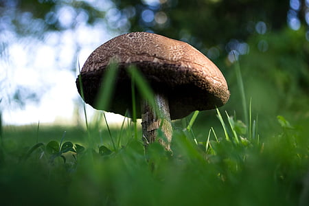 houby, tráva, zelená, trávník, detail, Finština, stín