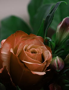 color de rosa, flor, silencio, partido, regalo, flor color de rosa-, Close-up