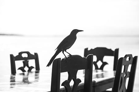 animal, ocell, en blanc i negre, cadires, enfilat, silueta, taula
