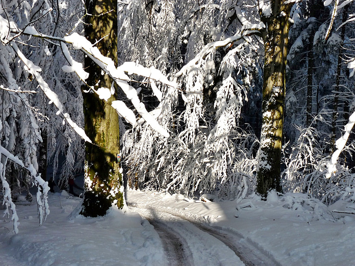 zasneženih dreves, svetlobe, sence, sneg, LED, hladno, pozimi