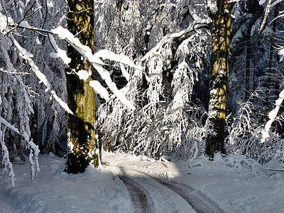besneeuwde bomen, licht, schaduw, sneeuw, ijs, koude, winter