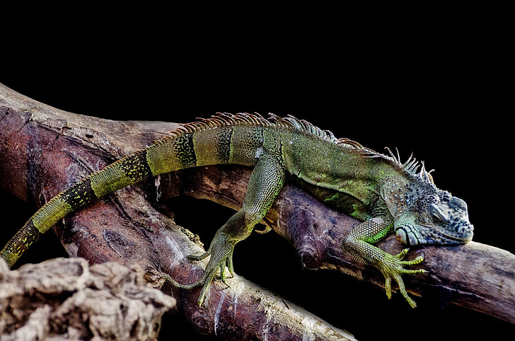 Iguana, firben, udendørs, close-up, træ, fritid, Dragon