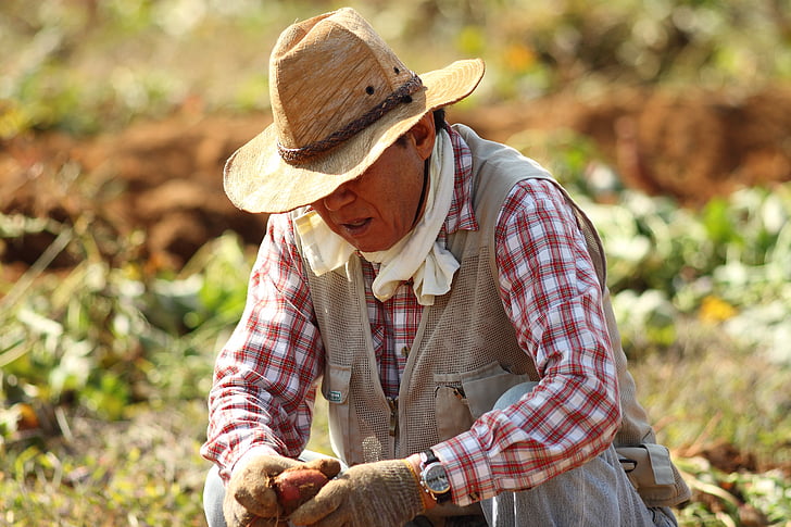 straw hat, farmer, sweet potato farming, farming, harvest, country, farm