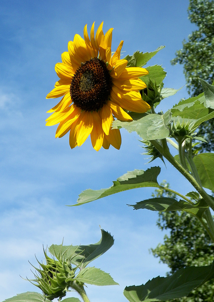 sunflower, flower, outdoor, nature, yellow, floral, blossom
