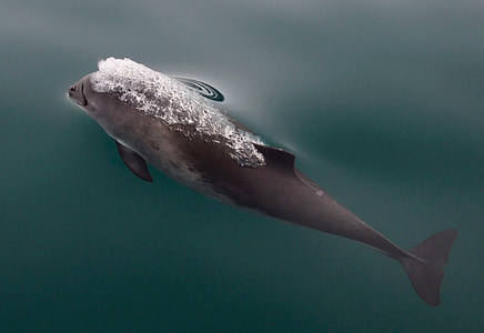 Schweinswal, Wasser, Meer, Gletscher-Bucht, Alaska, Schwimmen, Oberfläche
