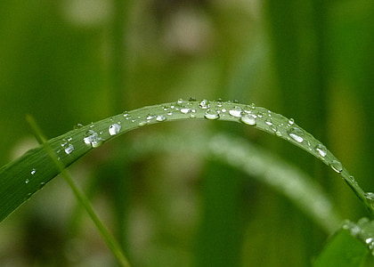 grøn, græs, natur, haven, regndråber, close-up, dråber af regn