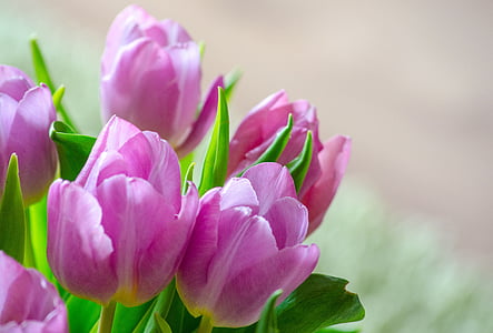 tulips, early bloomer, spring, blossom, bloom, flower, purple