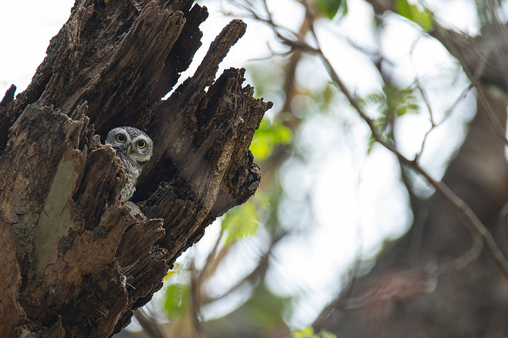 spotted owlet, ATHENE brama, spotted owlet, putns, Dienvidaustrumu Āzijas putnu, owlet