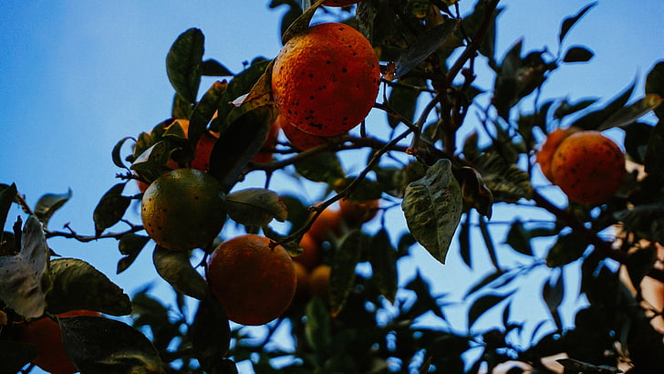 fechar, foto, rodada, laranja, frutas, árvore, planta