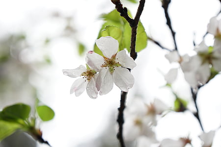 Wuhan, kirsebærtre blomstrer, Wuhan university