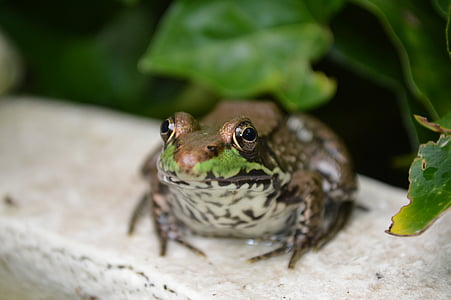 frog, green, water, wildlife, amphibian, pond, animal