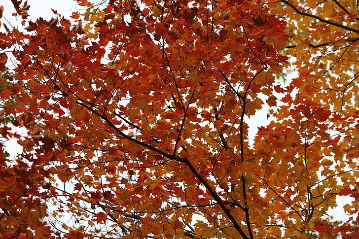 Beržas, Beržas medis, rudenį, rudenį, lapų, spalva, kamieno