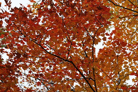 Birk, birketræ, falder, efterår, blad, farve, kuffert