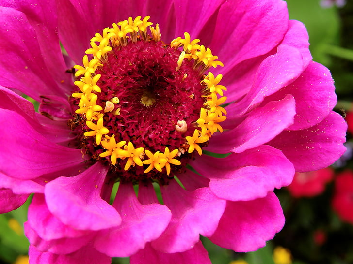 blomster, Blossom, Bloom, plante, natur, Pink, Zinnia
