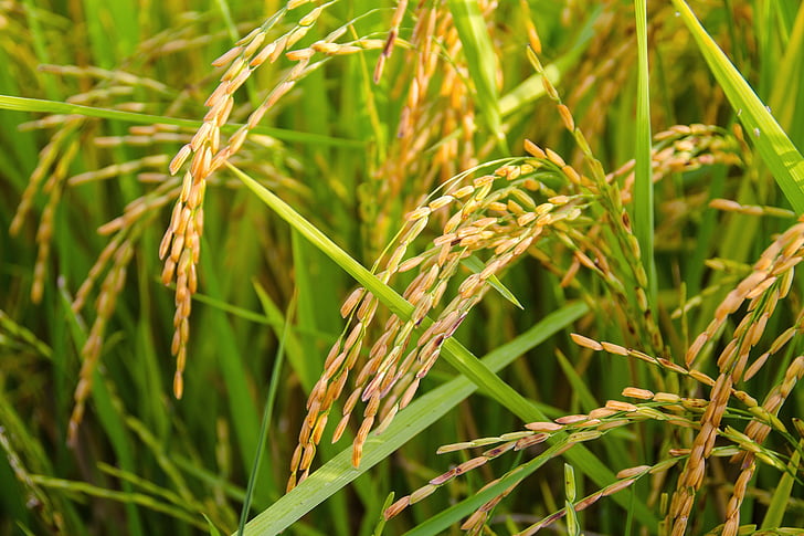 arroz, feixes de arroz, ouro, plantação de arroz, agricultura, natureza, fazenda