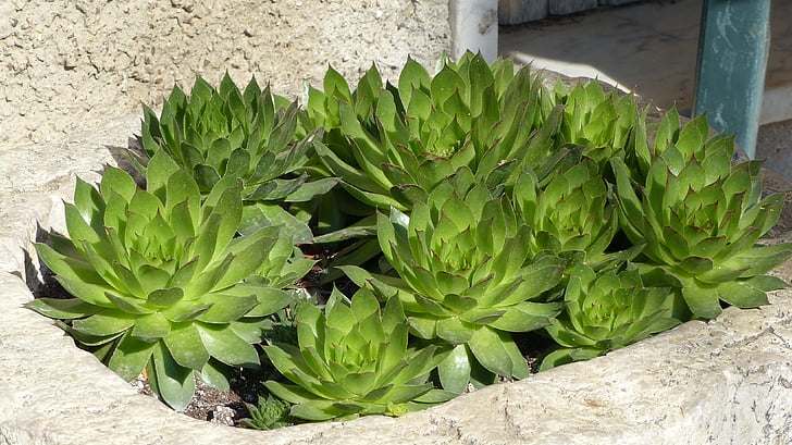 fat plants, vase of stone, composition, nature, plant, leaf, green Color