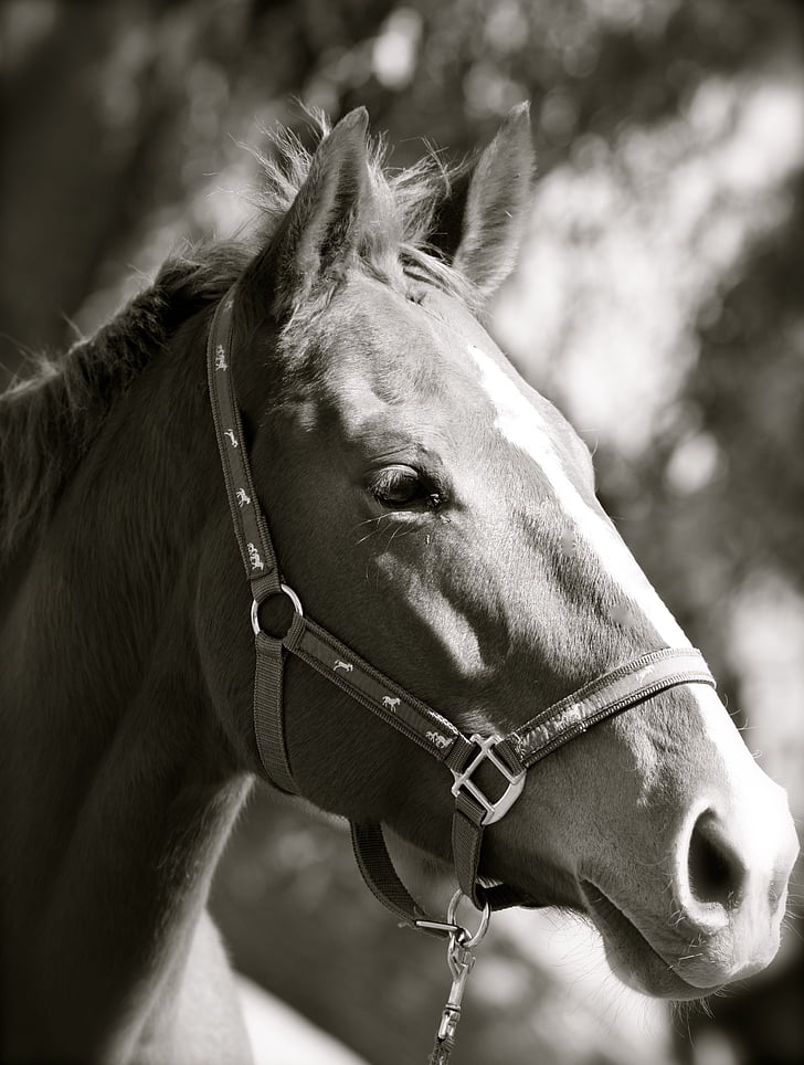 black white, thoroughbred, mare, horse, animal, stallion, animal Head
