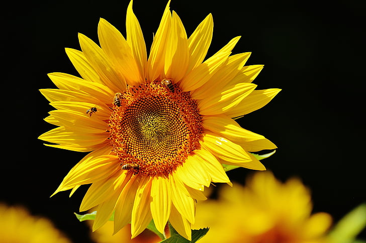 flor do sol, abelhas, Verão, jardim, flor, flor, amarelo