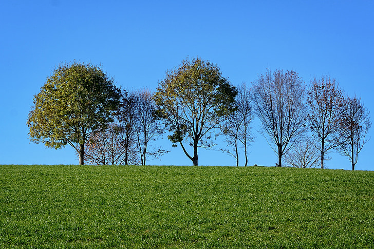 grove of trees, meadow, sky, nature, trees, field, grass
