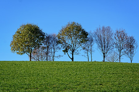 grove of trees, meadow, sky, nature, trees, field, grass