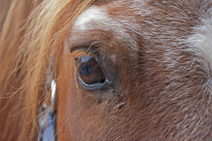 άλογο, κεφάλι αλόγου, μάτι, pferdeportrait, φύση, ζώο