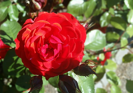 ruže, červená, pekný, letné, dánčina, Dánsko
