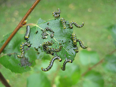Caterpillar, breitfüßige cecidómido del trigo de la abedul, hoja de abedul, insectos, jardín, animal, cerrar