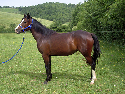 mare, horse, pre, field, prairie, animal, horse breeding