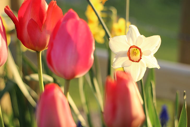 Тюльпан, Жёлтый нарцисс, цветок, Весна, Природа, Цветочные, цветок весны.