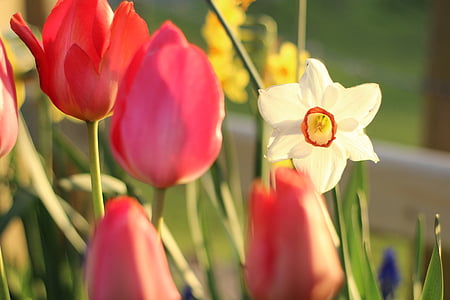 Tulipán, Narcis, květ, jaro, Příroda, květinové, Jarní květina