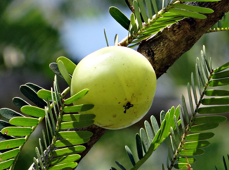 Indijas ērkšķogu, amla, phyllanthus emblica, emblica officinalis, amalika, phyllanthaceae, ogu