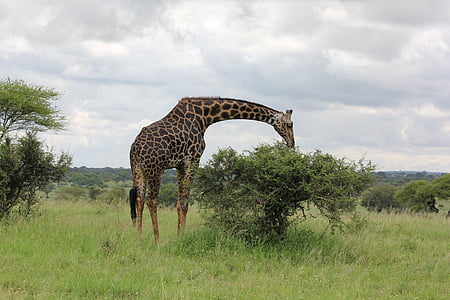 Afrika, Tanzania, trangire, Giraffe, wild dier, Safari, Savannah