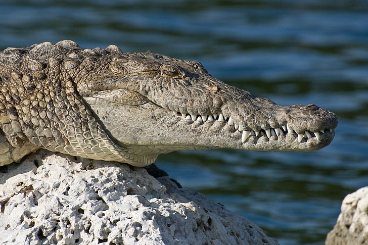 vilda djur, fotografering, grå, Alligator, Rock, vatten, Biscayne National Park