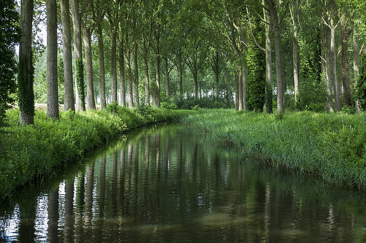 damme bruges, channel, light, nature, forest, tree, outdoors
