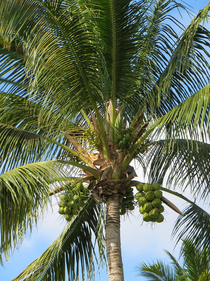 Palm, лято, Мавриций, кокосово дърво, тропически, плаж, празник