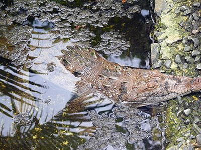 krokodils, dzīvnieku, eksotiski, valsts, Dominikānas, Republika